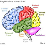 brain diagram